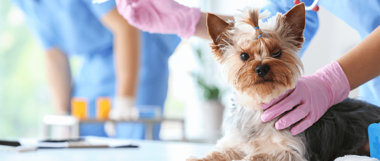 Stérilisation de la chienne